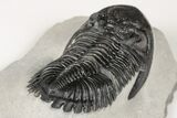 2.4" Detailed Hollardops Trilobite - Nice Eye Facets - #202954-4